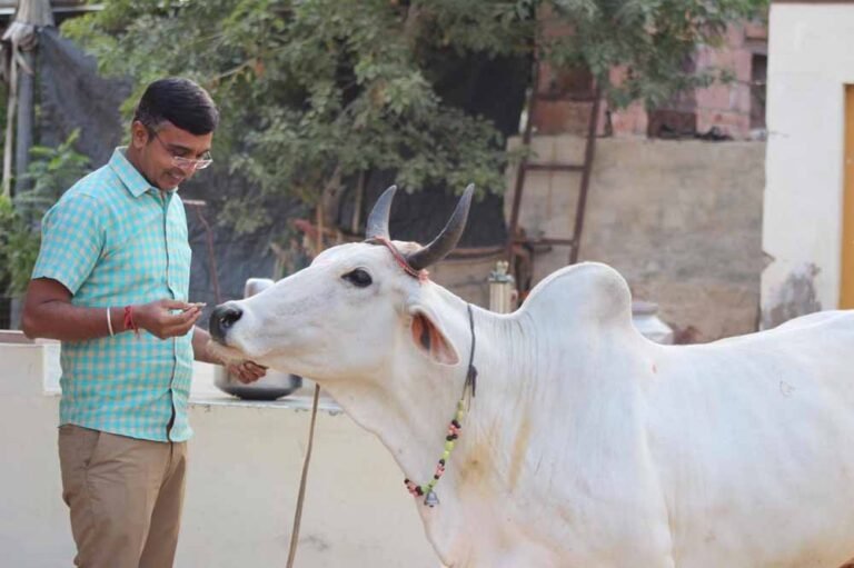 cow11.jpg