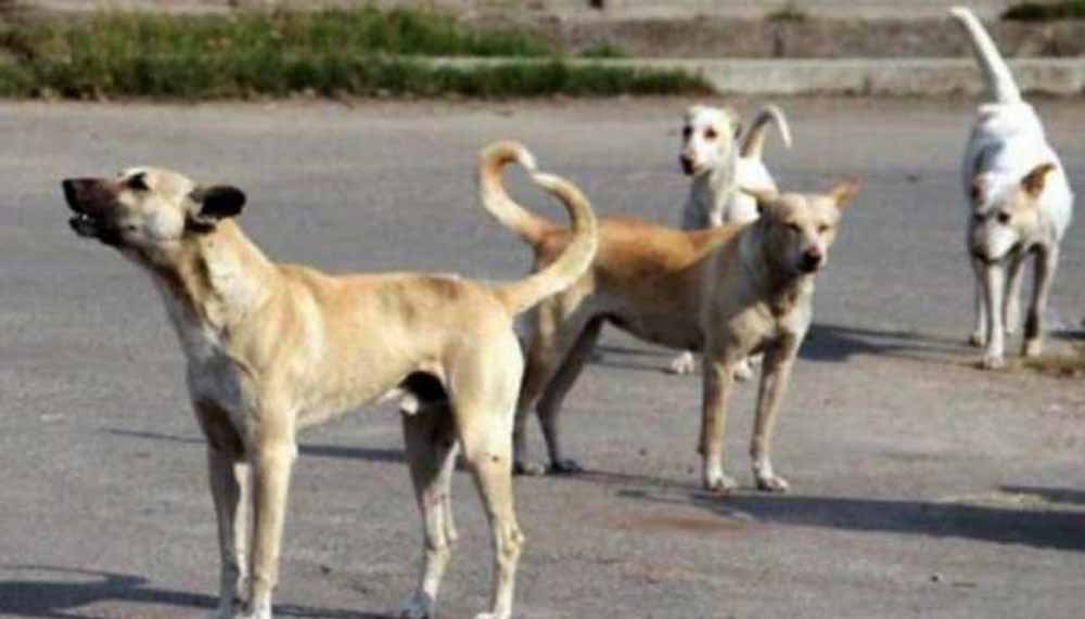 dog2-2.jpg