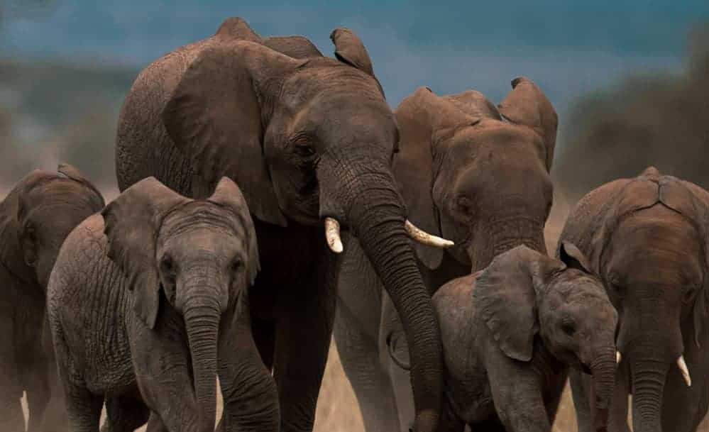 elephantsA_27_1-1.jpg