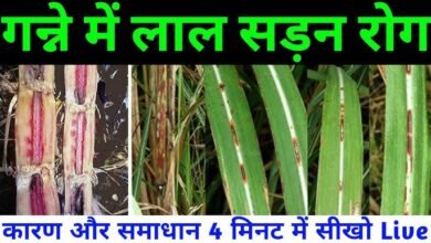 गन्ना फसल