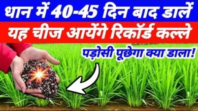 श्री विधि बड़ा काम