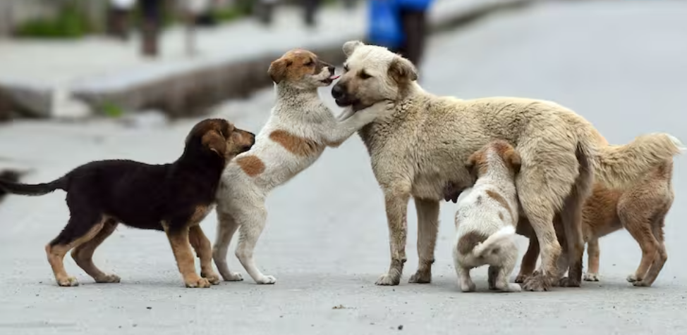 नोएडा में आवारा कुत्तों का आतंक: 7 महीने में 73,754 लोगों को काटा, सुप्रीम कोर्ट के आदेश के बाद शेल्टर होम्स की तैयारी तेज