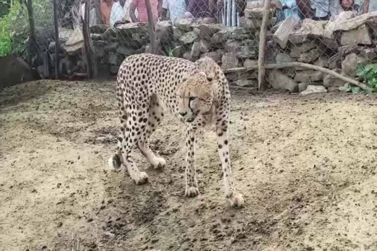 jwala2.jpg