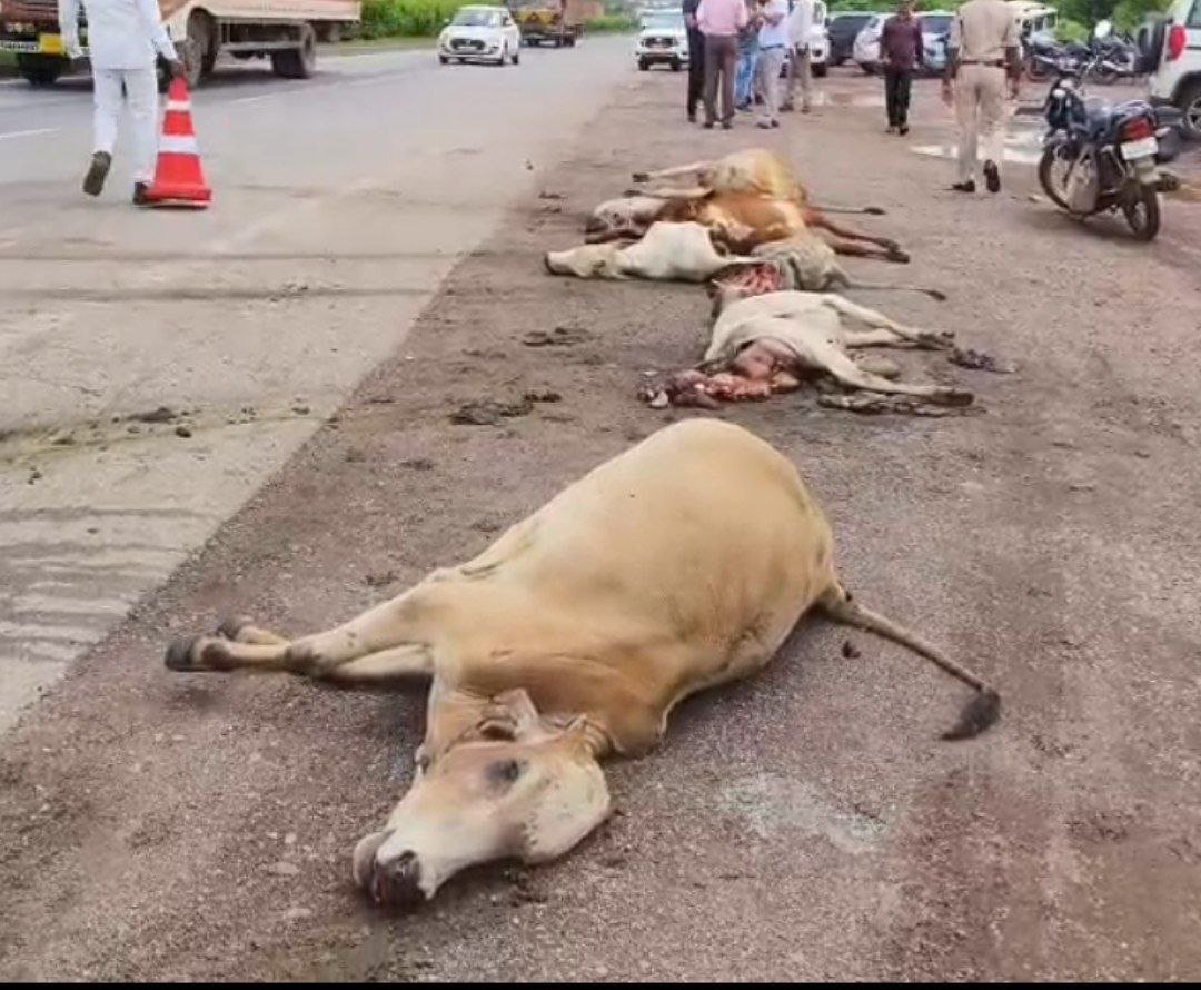 9 मवेशियों की दर्दनाक मौत