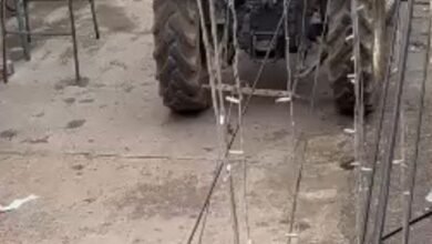 ब्राह्मणपारा में मृत गाय को घसीटकर ले गया निगम का अमला