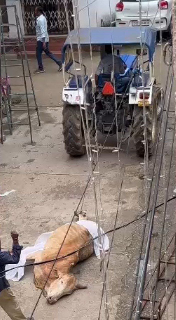 ब्राह्मणपारा में मृत गाय को घसीटकर ले गया निगम का अमला