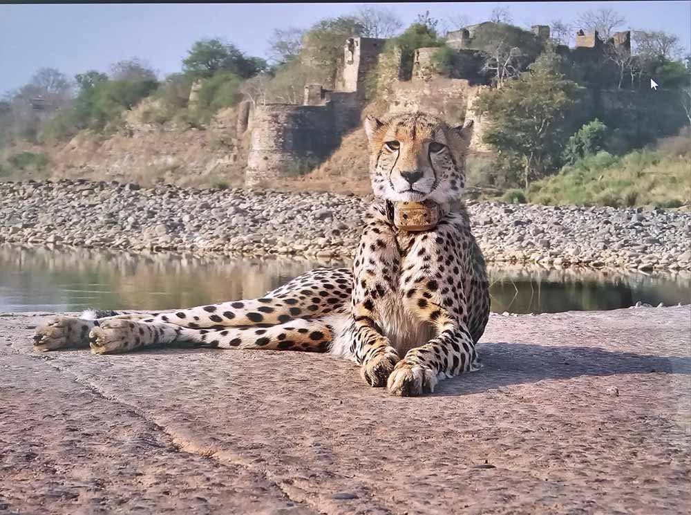 cheeta.jpg