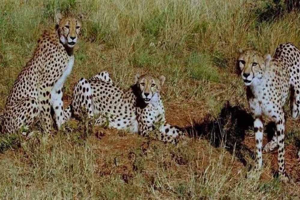 cheetah_33_1.jpg